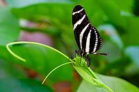 A black and white striped zebra butterfly sits on a thin green stem in front of blurred foliage, zebra butterfly (Heliconius charithonia), Mariposario de Benalmádena, captivity, Benalmádena, Costa del Sol, Andalusia, Spain [IBR125606093]