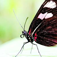 A black-winged butterfly with pink and white spots sits on a blade of grass, knight butterfly (Papilionidae), windmill butterfly (Byasa polyeuctes), Mariposario de Benalmádena, captivity, Benalmádena, Costa del Sol, Andalusia, Spain [IBR125606094]