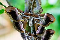Two atlas moths sitting on a trunk their wide wings show brown, pink-white and yellow patterns, Atlas moth (Attacus atlas), Mariposario de Benalmádena, captivity, Benalmádena, Costa del Sol, Andalusia, Spain [IBR125606096]