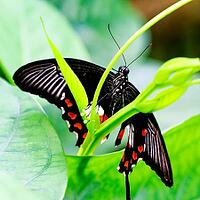 A black-orange butterfly rests on a green plant, partly surrounded by large leaves, Common Mormon Butterfly (Papilio polytes), Mariposario de Benalmádena, captivity, Benalmádena, Costa del Sol, Andalusia, Spain [IBR125606097]