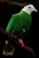 A green and white bird sits sideways on a branch and looks to the right against a dark background, black-naped fruit pigeon, black-capped fruit dove (Ptilinopus melanospilus), Mariposario de Benalmádena, captivity, Benalmádena, Costa del Sol, Andalusia, S [IBR125606098]