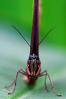 Frontal view of a butterfly on a green leaf, with long narrow wings and outstretched legs, knight butterfly (Papilionidae), windmill butterfly (Byasa polyeuctes), Mariposario de Benalmádena, captivity, Benalmádena, Costa del Sol, Andalusia, Spain [IBR125606099]