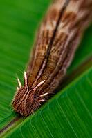 Close-up of a brown, hairy butterfly resting on a green leaf, caterpillar, banana butterfly (Caligo eurilochus), Mariposario de Benalmádena, captivity, Benalmádena, Costa del Sol, Andalusia, Spain [IBR125606100]