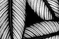 Overlaying feathers form an abstract black and white pattern of fine lines and curved shapes, pinstriped calathea (Goeppertia ornata), (Calathea ornata), Benalmádena, Costa del Sol, Andalusia, Spain [IBR125606101]