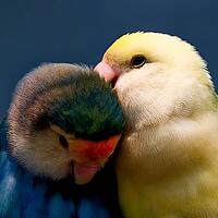 A yellow parrot clings to a teal companion holding his head down, parrots, inseparable (Agapornis), peach-headed or rose-headed mutation, Mariposario de Benalmádena, captivity, Benalmádena, Costa del Sol, Andalusia, Spain [IBR125606103]