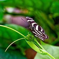 A black and white striped zebra butterfly sits sideways on a green plant in front of lush, blurred foliage, zebra butterfly (Heliconius charithonia), Mariposario de Benalmádena, captivity, Benalmádena, Costa del Sol, Andalusia, Spain [IBR125606104]