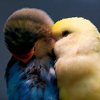 A yellow and a blue-grey young parrot cuddling closely together, parrots, inseparable (Agapornis), peach head or rose head mutation, Mariposario de Benalmádena, captivity, Benalmádena, Costa del Sol, Andalusia, Spain [IBR125606105]