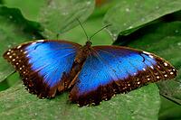 From above is a blue morpho with wide open wings on a large green leaf, Blue Morpho (Morpho peleides), Mariposario de Benalmádena, captivity, Benalmádena, Costa del Sol, Andalusia, Spain [IBR125606107]