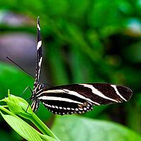 A black and white striped butterfly spreads its wings on a green plant, zebra butterfly (Heliconius charithonia), Mariposario de Benalmádena, captivity, Benalmádena, Costa del Sol, Andalusia, Spain [IBR125606108]