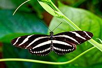 A zebra butterfly spreads its black and white striped wings on a green plant, zebra butterfly (Heliconius charithonia), Mariposario de Benalmádena, captivity, Benalmádena, Costa del Sol, Andalusia, Spain [IBR125606109]