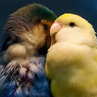 A teal parrot sits close to a yellow bird against a dark background, parrots, inseparable (Agapornis), peach head or rose head mutation, Mariposario de Benalmádena, captivity, Benalmádena, Costa del Sol, Andalusia, Spain [IBR125606110]