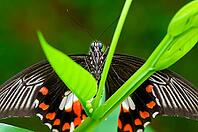 A black-winged butterfly with orange spots sits between bright green leaves, common mormon butterfly (Papilio polytes), Mariposario de Benalmádena, captivity, Benalmádena, Costa del Sol, Andalusia, Spain [IBR125606112]