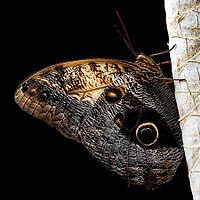 Close-up of a brown owl butterfly with large eye patches clinging to a light trunk, banana butterfly, owl butterfly (Caligo genus), Mariposario de Benalmádena, captivity, Benalmádena, Costa del Sol, Andalusia, Spain [IBR125606113]
