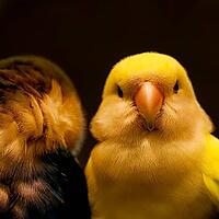 A fluffy yellow young parrot looks into the camera, next to it a darker bird can be seen, parrots, inseparable (Agapornis), peach head or rose head mutation, Mariposario de Benalmádena, captivity, Benalmádena, Costa del Sol, Andalusia, Spain [IBR125606115]