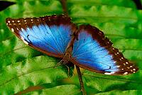 A blue morpho sits on a green leaf and shows its bright blue wings with brown edges, Blue Morpho (Morpho peleides), Mariposario de Benalmádena, captivity, Benalmádena, Costa del Sol, Andalusia, Spain [IBR125606116]