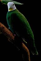 A green feathered bird with a light head sits on a sloping branch against a dark background, black-naped fruit pigeon, black-capped fruit dove (Ptilinopus melanospilus), Mariposario de Benalmádena, captive, Benalmádena, Costa del Sol, Andalusia, Spain [IBR125606120]