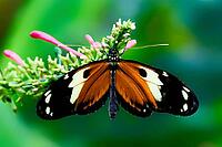 An orange-black butterfly sits with outstretched wings on a flowering plant, passion flower butterfly (Heliconius), Mariposario de Benalmádena, captivity, Benalmádena, Costa del Sol, Andalusia, Spain [IBR125606121]