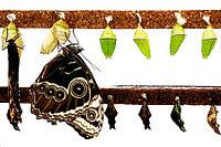 A brown butterfly hangs next to several green dolls on a pole, banana butterfly, owl butterfly, (genus Caligo), Mariposario de Benalmádena, captivity, Benalmádena, Costa del Sol, Andalusia, Spain [IBR125606122]