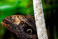 A brown butterfly with striking eye patches sits on a light tree trunk in front of blurred greenery, banana moth, owl moth (Caligo genus), Mariposario de Benalmádena, captivity, Benalmádena, Costa del Sol, Andalusia, Spain [IBR125606123]