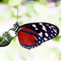 A black and red butterfly with white spots sits on a leaf against a light, blurred background, passion flower butterfly (Heliconius), Mariposario de Benalmádena, captivity, Benalmádena, Costa del Sol, Andalusia, Spain [IBR125606124]