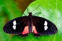A black and red butterfly with white spots spreads its wings on a large green leaf, knight butterfly (Papilionidae), windmill butterfly (Byasa polyeuctes), Mariposario de Benalmádena, captivity, Benalmádena, Costa del Sol, Andalusia, Spain [IBR125606125]