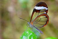 A butterfly with transparent, orange-brown rimed wings sits on a green leaf, glass-winged butterfly (Greta oto), Mariposario de Benalmádena, captivity, Benalmádena, Costa del Sol, Andalusia, Spain [IBR125606126]