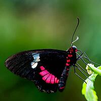 A black and red butterfly sits on a green plant, against a softly blurred green background, knight butterfly (Papilionidae), windmill butterfly (Byasa polyeuctes), Mariposario de Benalmádena, captivity, Benalmádena, Costa del Sol, Andalusia, Spain [IBR125606128]