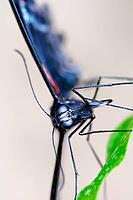 Macro shot of a blue-black butterfly with red wing drawings next to a green leaf, knight butterfly (Papilionidae), windmill butterfly (Byasa polyeuctes), Mariposario de Benalmádena, captivity, Benalmádena, Costa del Sol, Andalusia, Spain [IBR125606129]