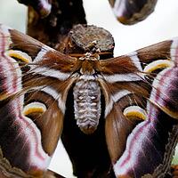 Close-up of an atlas moth with hairy body and striking brown, pink and white wing patterns, Atlas Moth (Attacus atlas), Mariposario de Benalmádena, captivity, Benalmádena, Costa del Sol, Andalusia, Spain [IBR125606130]
