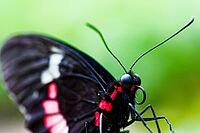 Close-up of a black and red butterfly with pink wing patches against a softly blurred green background, knight butterfly (Papilionidae), windmill butterfly (Byasa polyeuctes), Mariposario de Benalmádena, captivity, Benalmádena, Costa del Sol, Andalusia, S [IBR125606131]