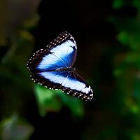 A blue shimmering morphofalter spreads its wings against a dark, blurred green background, Blue Morpho (Morpho peleides), Mariposario de Benalmádena, captivity, Benalmádena, Costa del Sol, Andalusia, Spain [IBR125606132]
