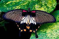 A butterfly spreads its black and white patterned wings over a green leaf, Great Mormons (Papilio memnon), Mariposario de Benalmádena, captivity, Benalmádena, Costa del Sol, Andalusia, Spain [IBR125606133]
