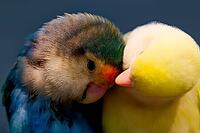 A yellow and a blue-grey young parrot touch each other with the beaks, parrots, inseparable (Agapornis), peach head or rose head mutation, Mariposario de Benalmádena, captivity, Benalmádena, Costa del Sol, Andalusia, Spain [IBR125606134]
