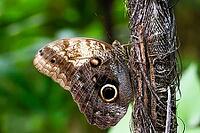 A brown butterfly with a striking eye patch sits on a weathered tree trunk, banana moth, owl butterfly (Caligo genus), Mariposario de Benalmádena, captivity, Benalmádena, Costa del Sol, Andalusia, Spain [IBR125606135]