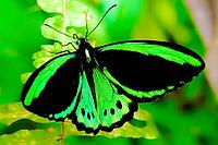 A tropical butterfly shows its black and green wings next to a light green fern leaf, Cairns bird butterfly (Ornithoptera euphorion), Mariposario de Benalmádena, captivity, Benalmádena, Costa del Sol, Andalusia, Spain [IBR125606136]