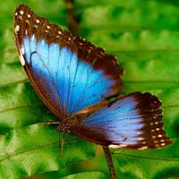 A blue morpho sits on a leaf and spreads its shimmering blue, dark-banded wings, Blue Morpho (Morpho peleides), Mariposario de Benalmádena, captivity, Benalmádena, Costa del Sol, Andalusia, Spain [IBR125606137]