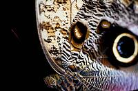 Extreme close-up of a butterfly with striking eye patches and finely patterned brown wings, banana butterfly, owl butterfly (Caligo genus), Mariposario de Benalmádena, captivity, Benalmádena, Costa del Sol, Andalusia, Spain [IBR125606138]