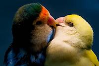 Two parrots touching each other with their beaks and turning affectionately towards each other, parrots, inseparable (Agapornis), peach heads or rose heads mutation, Mariposario de Benalmádena, captivity, Benalmádena, Costa del Sol, Andalusia, Spain [IBR125606139]