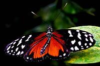 A butterfly with orange-black, white dotted wings sits on a green leaf, passion flower butterfly (Heliconius), Mariposario de Benalmádena, captivity, Benalmádena, Costa del Sol, Andalusia, Spain [IBR125606140]