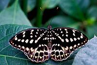 A black and cream butterfly sits with outstretched wings on a dark green leaf, Archduke (Lexias dirtea), Mariposario de Benalmádena, captivity, Benalmádena, Costa del Sol, Andalusia, Spain [IBR125606141]