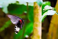 A black and white butterfly with red accents flies in front of blurred green foliage and a light tree trunk, Great Mormons (Papilio memnon), Mariposario de Benalmádena, captivity, Benalmádena, Costa del Sol, Andalusia, Spain [IBR125606142]