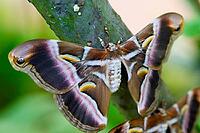 A large atlas moth sits with outstretched, brown-pink patterned wings on a tree trunk, Atlas moth (Attacus atlas), Mariposario de Benalmádena, captivity, Benalmádena, Costa del Sol, Andalusia, Spain [IBR125606145]