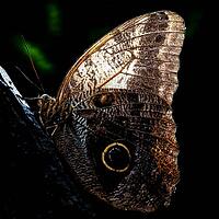 A brown butterfly with a large eye patch rests on rough bark in the dark light, banana butterfly, owl butterfly, (genus Caligo), Mariposario de Benalmádena, captivity, Benalmádena, Costa del Sol, Andalusia, Spain [IBR125606149]