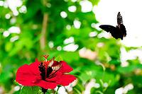 Two butterflies surround a red hibiscus flower, one sitting on the flower, the other flying above, Great Mormons (Papilio memnon), Hibiscus, Ebbish (Hibiscus), Mariposario de Benalmádena, captivity, Benalmádena, Costa del Sol, Andalusia, Spain [IBR125606150]