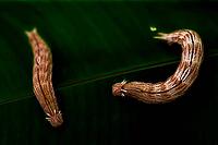 Two brown, hairy caterpillars move on a leaf against a dark background, banana butterfly (Caligo eurilochus) [IBR125606151]