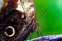 Close-up of a brown butterfly with striking eye patch on a branch against a green background, banana moth, owl butterfly (Caligo genus), Mariposario de Benalmádena, captivity, Benalmádena, Costa del Sol, Andalusia, Spain [IBR125606153]