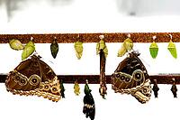 Two brown butterflies hanging between green dolls on horizontal poles, banana butterfly, owl butterfly (Caligo genus), Mariposario de Benalmádena, captivity, Benalmádena, Costa del Sol, Andalusia, Spain [IBR125606156]