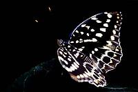 A black and white spotted butterfly sits with outstretched wings on a dark leaf, Archduke (Lexias dirtea), Mariposario de Benalmádena, captivity, Benalmádena, Costa del Sol, Andalusia, Spain [IBR125606157]