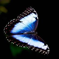 A bright blue butterfly with a dark, white-spotted edge flies against a deep green background, Blue Morpho (Morpho peleides), Mariposario de Benalmádena, captivity, Benalmádena, Costa del Sol, Andalusia, Spain [IBR125606158]