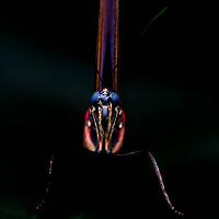 Extreme close-up of the butterfly head with shiny eyes and fine antennae against a dark background, knight butterfly (Papilionidae), windmill butterfly (Byasa polyeuctes), Mariposario de Benalmádena, captivity, Benalmádena, Costa del Sol, Andalusia, Spain [IBR125606160]